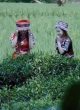 Những Em Gái Dân Tộc
